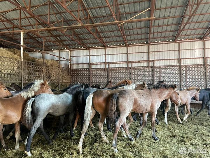 Продаю жеребят