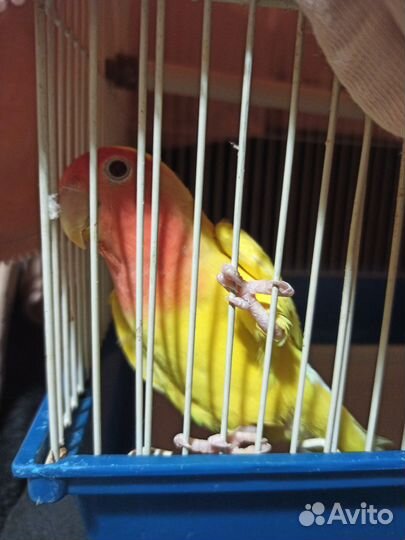 Попугай неразлучник