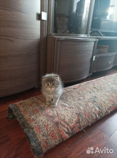 Вислоухая кошечка