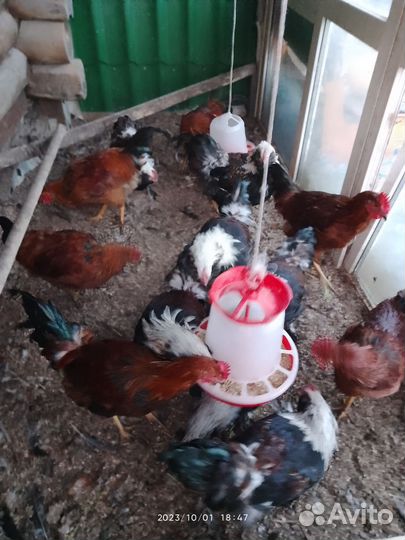 Молодые петушки