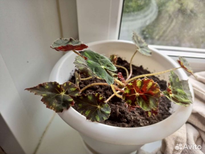 Комнатные цветы