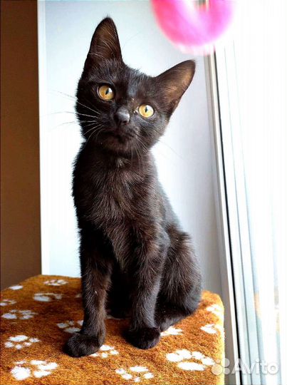 Сильва в добрые ручки :)