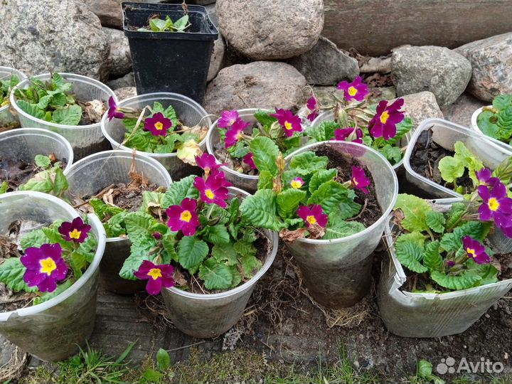 Гвоздика перистая