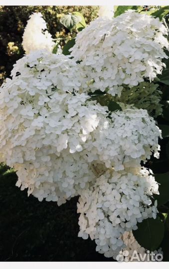 Гортензия древовидная