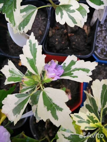 Гибискус Hibiscus syriacus Sugar Tip И Van Gogh
