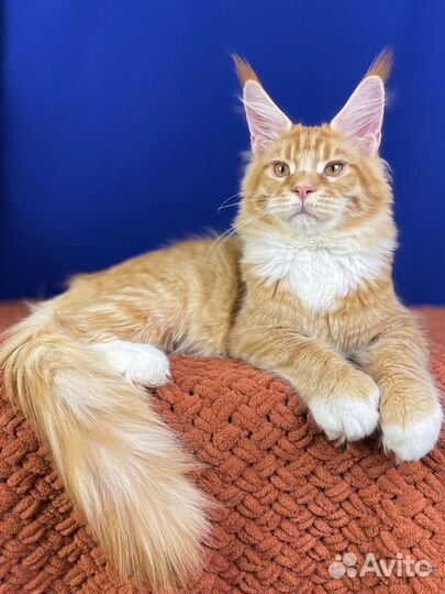 Мейн-кун рыжий