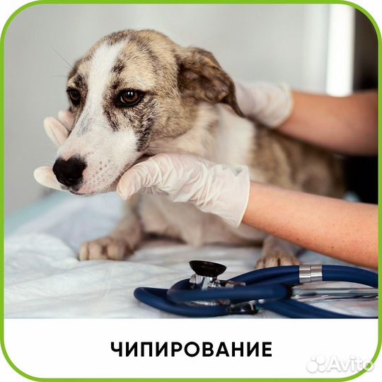 Скорая ветеринарная помощь. Выезд на дом