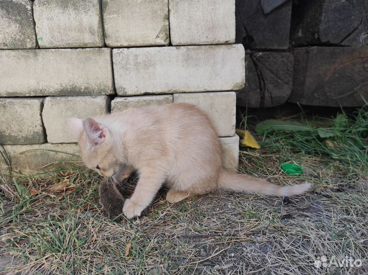 Котик мышелов 2 мес