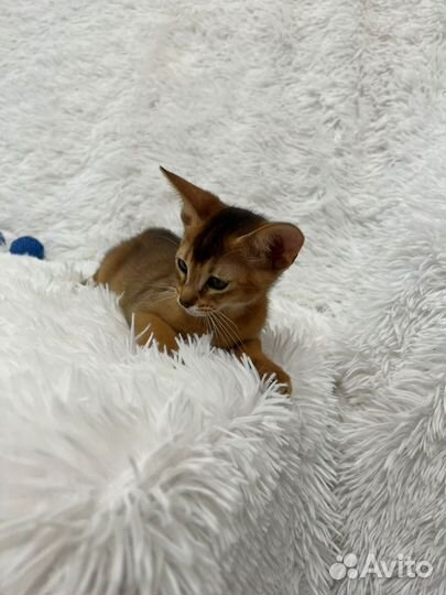 Абиссинский котик