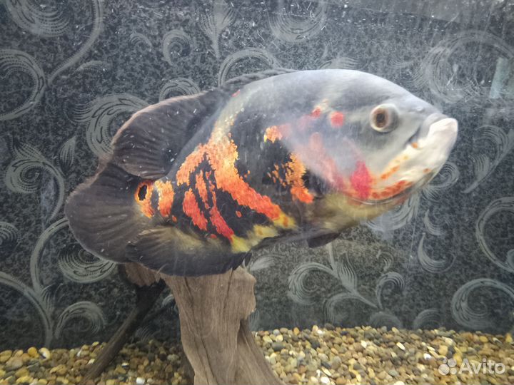 Рыба астронотус тигровый, находится в Белом яре