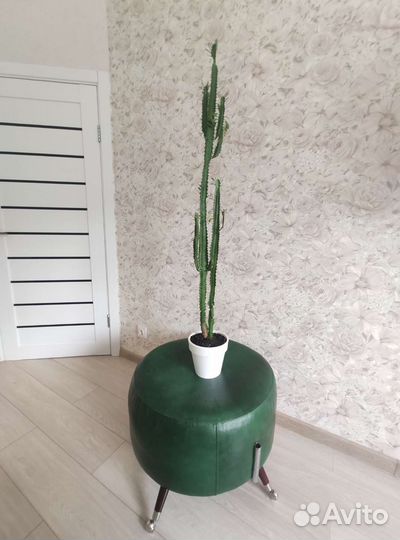 Молочай
