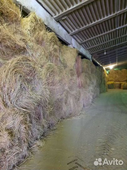Сено степное зеленое в рулонах
