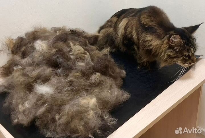 Комплексный уход за мейн-кунами