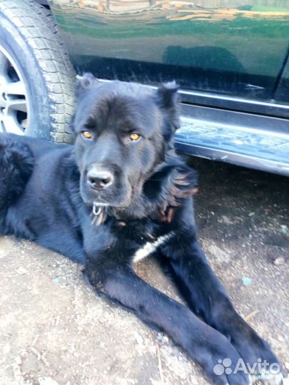 Собака алабай