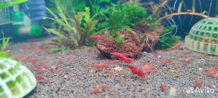 Креветки жёлтый неон креветки вишня