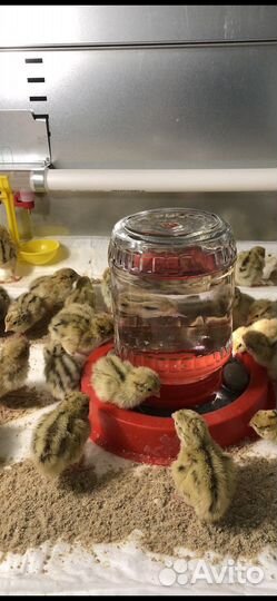 Перепела и инкубационное яйцо Феникса золотистого