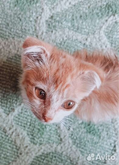 Вислоухие котята в добрые руки бесплатно