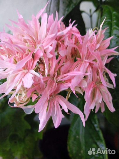 Герань стеллар