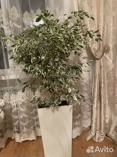 Комнатные цветы