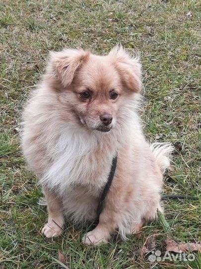 В добрые руки