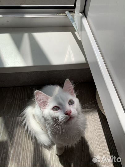 Котенок турецкой ангоры