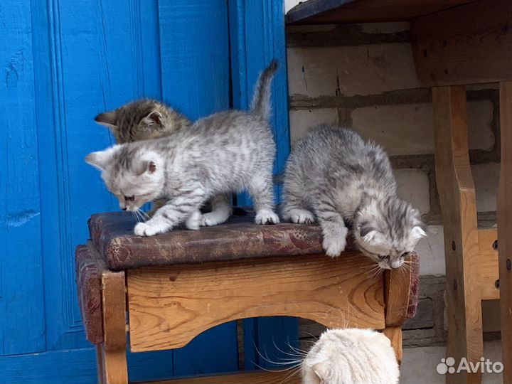 Котята от британской вислоухой кошки бесплатно