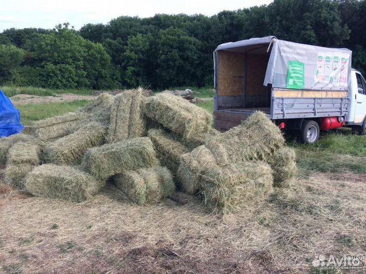 Сено в тюках