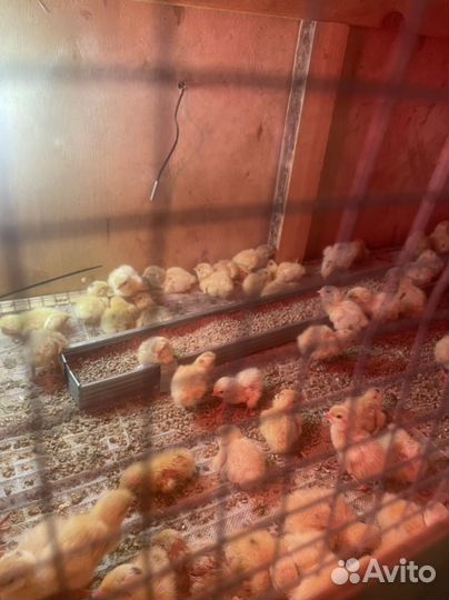 Перепелки 3-х суточные
