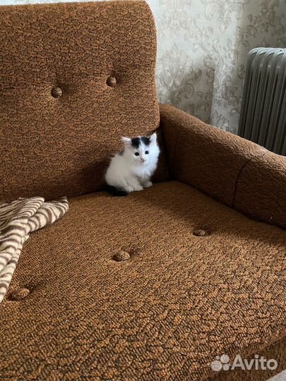 Кошка в дар бесплатно