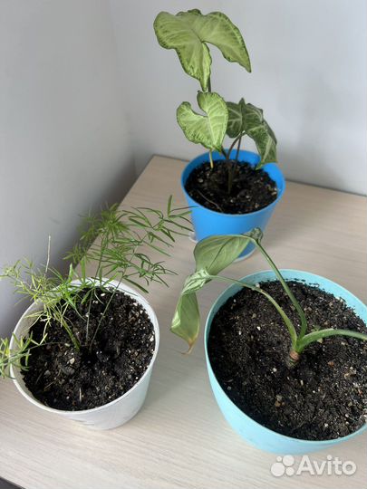 Большой выбор рассады цветов растений адениумы