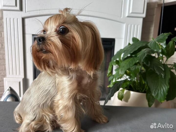 Йоркширский терьер