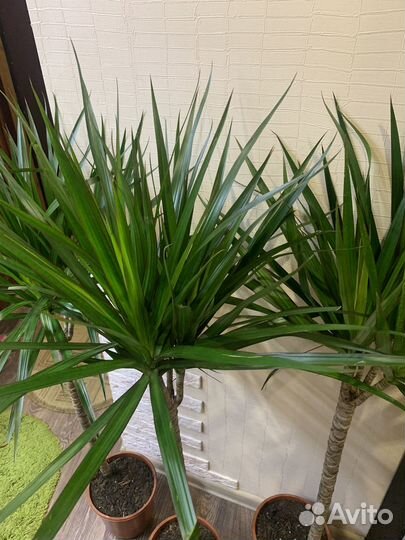 Пальма драцена