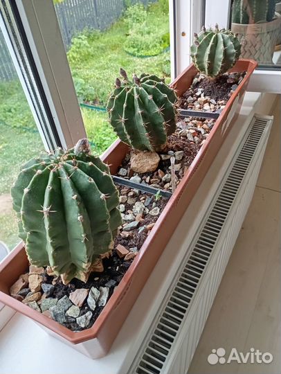 Кактусы и суккуленты