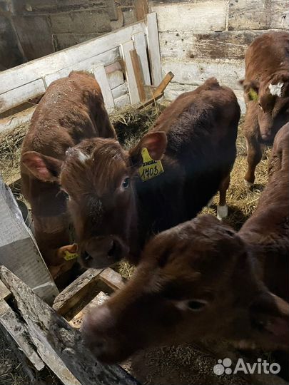 Телята мясного направления