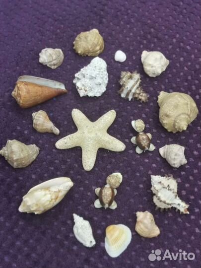 Набор ракушек