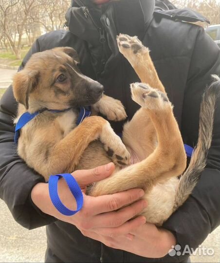 Щенок в добрые руки бесплатно