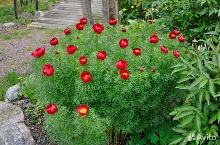 Пион тонколистный (узколистный, воронец)