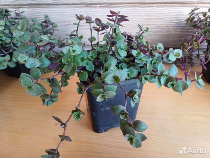 Саженцы Каллизии