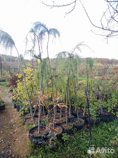 Саженцы лиственницы плакучей формы