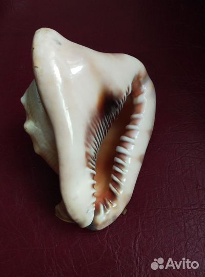 Морская раковина 