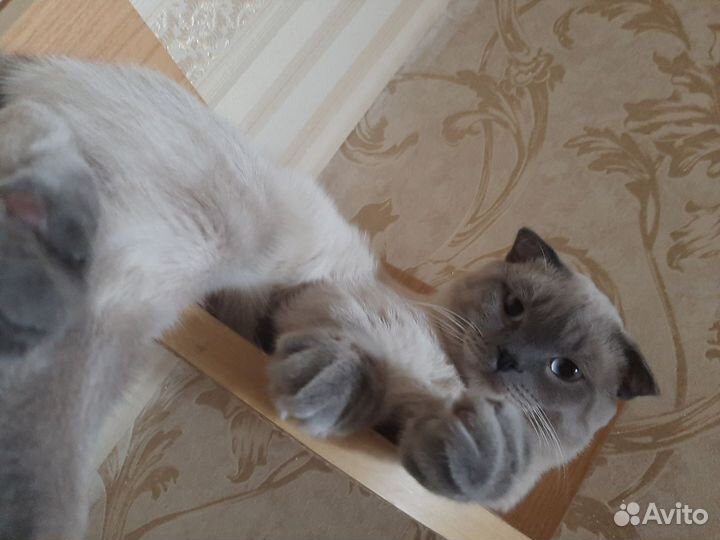 Шотландский кот вязка