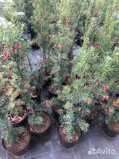 Кипарисовик, тис, пихта