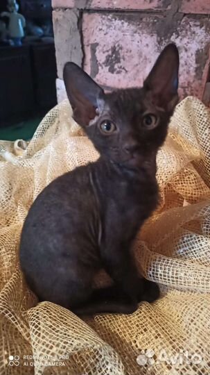 Кошки