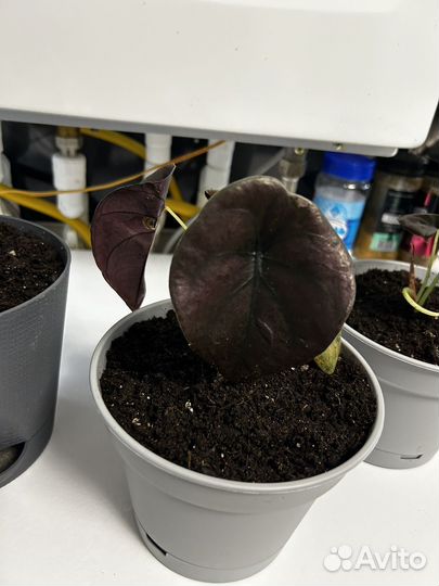 Алоказия Купрея ред