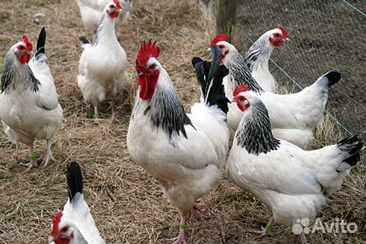 Курочки Адлеровская серебристая