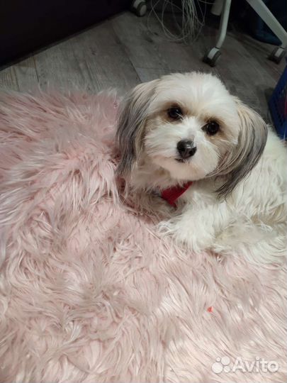 Передержка собак в домашних