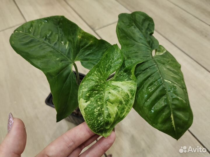 Сингониум Панда