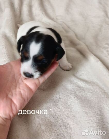 Щенки джек Рассел терьер с документами