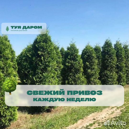 Туя смарагд 140 см