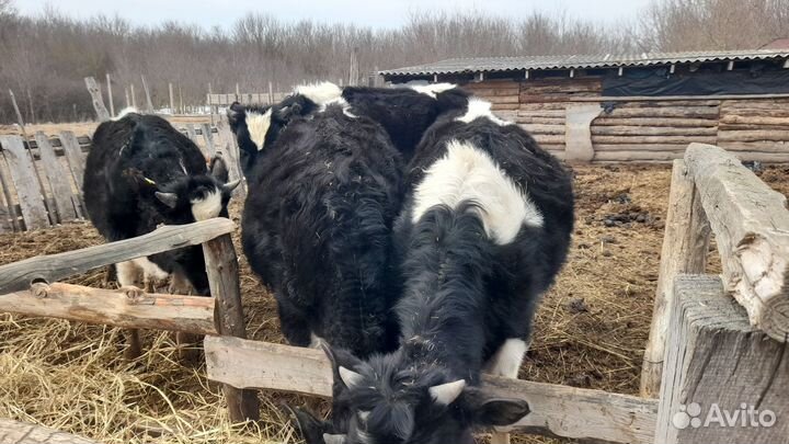 Телята бычки